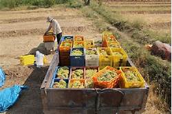 Processing of agricultural products-4