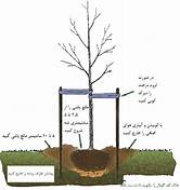 planting trees-1